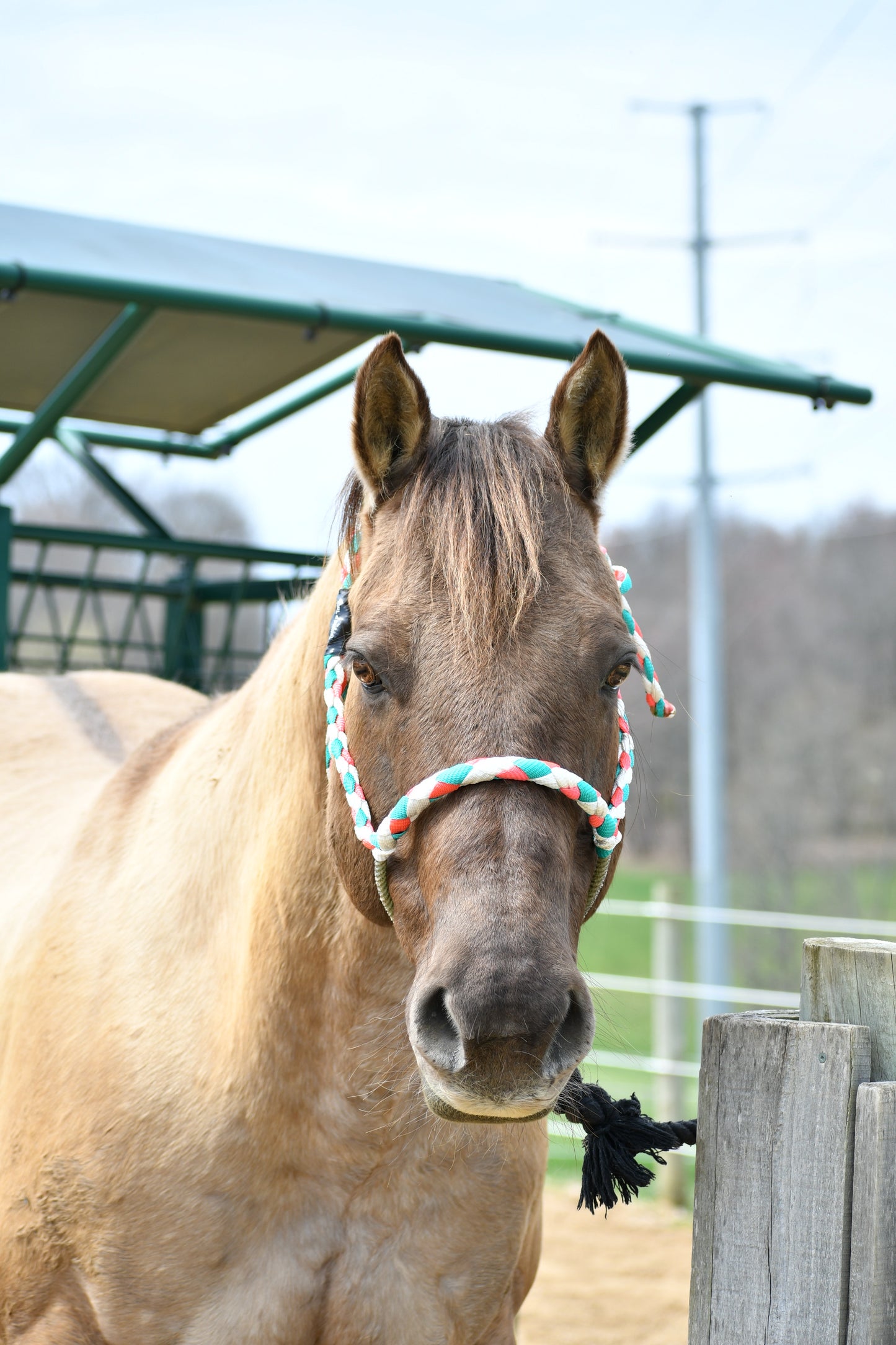 Custom Lariat Noseband Halter W/O attached lead rope