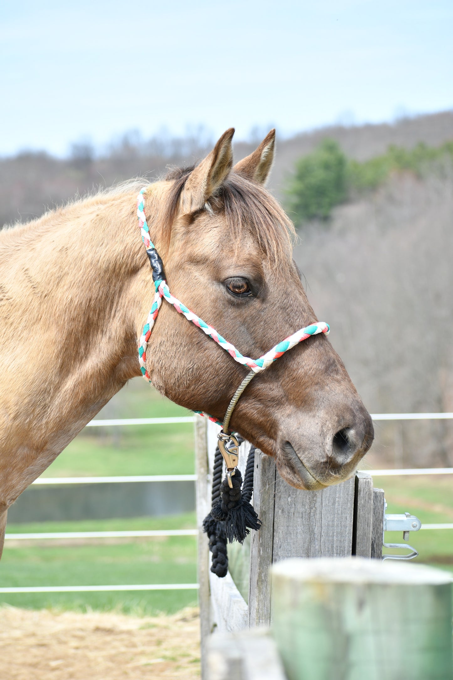 Custom Lariat Noseband Halter W/O attached lead rope